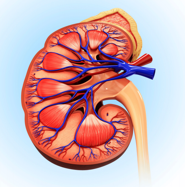 C3 glomerulopatija i ahus bolesti bubrega