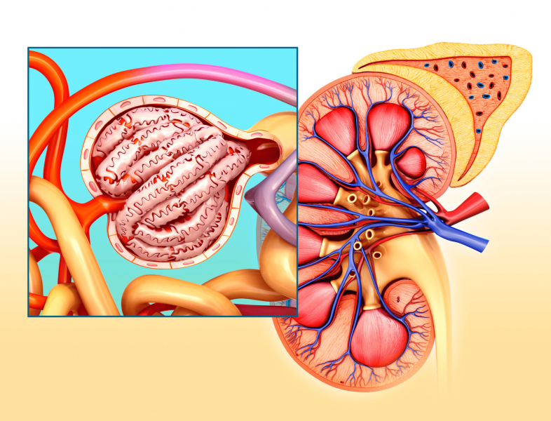 C3 glomerulopatija i ahus rijetke bolesti bubrega