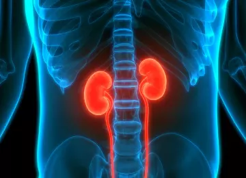 Pjenasti urin, oticanje nogu i umor: kada sumnjati na problem s bubrezima