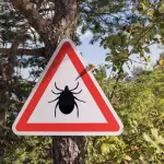 https://nazdravlje.hr/infektologija/sto-ako-nas-ugrize-krpelj-evo-kako-ga-pravilno-izvaditi-i-kada-se-javiti-lijecniku