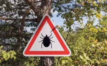 Što ako nas ugrize krpelj? Evo kako ga pravilno izvaditi i kada se javiti liječniku