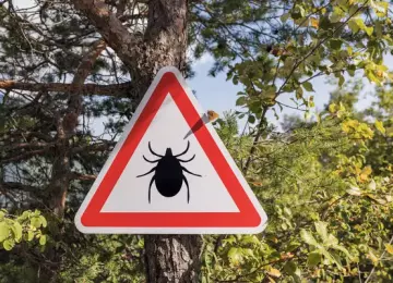 Što ako nas ugrize krpelj? Evo kako ga pravilno izvaditi i kada se javiti liječniku