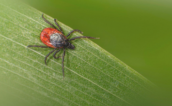 Krpelj na koži: što nikako ne smijete raditi nakon ugriza