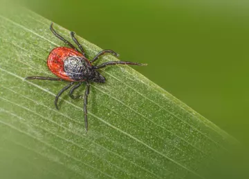Krpelj na koži: što nikako ne smijete raditi nakon ugriza